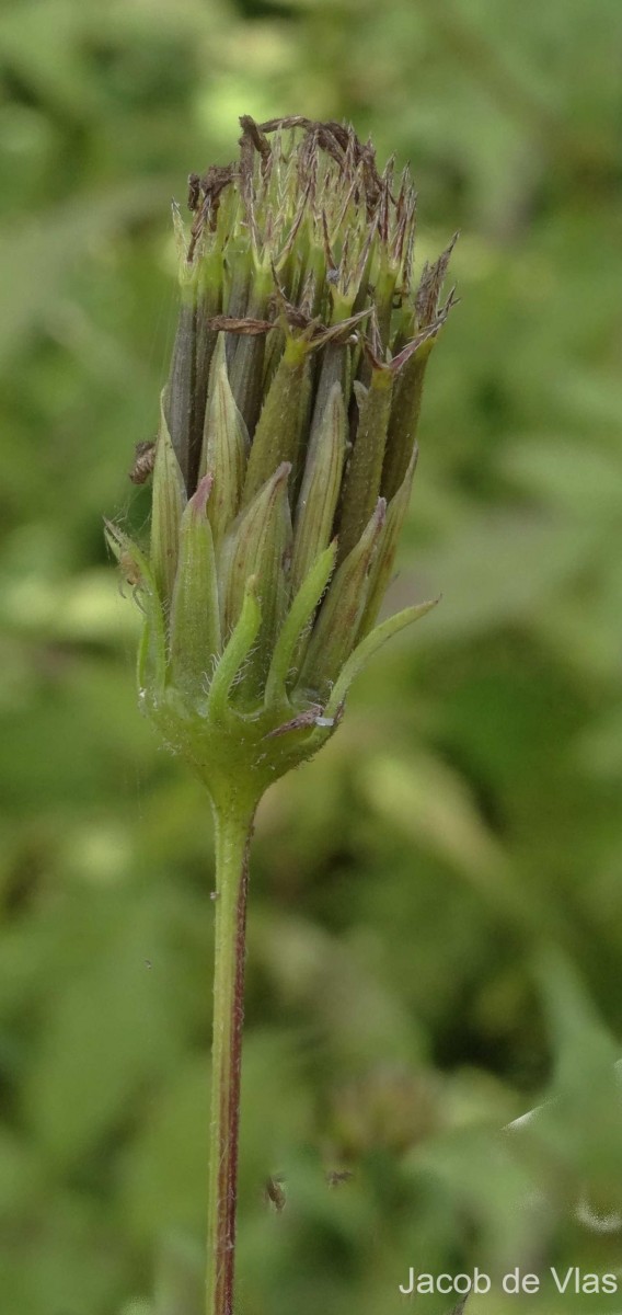 Bidens biternata (Lour.) Merr. & Sherff